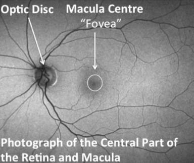 Central Part of Retina & Macula